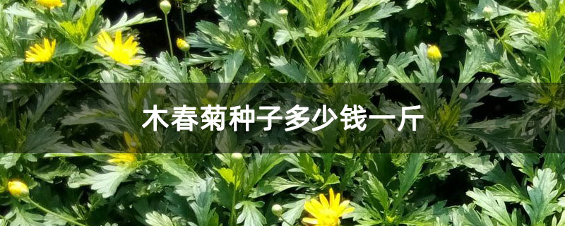 木春菊种子怎么种