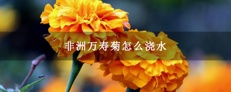 非洲万寿菊怎么浇水