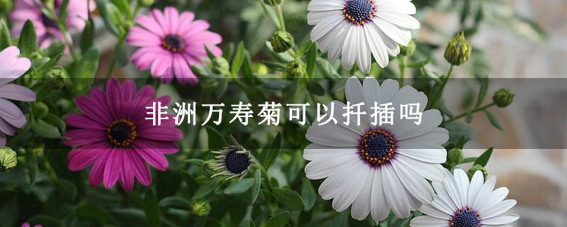 非洲万寿菊可以扦插吗
