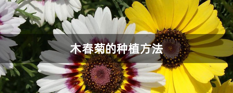 木春菊的种植方法