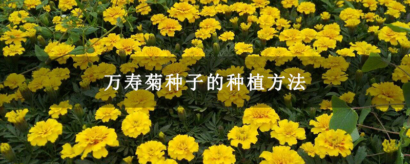 万寿菊种子的种植方法