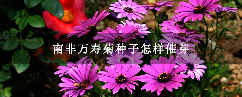 南非万寿菊种子怎样催芽