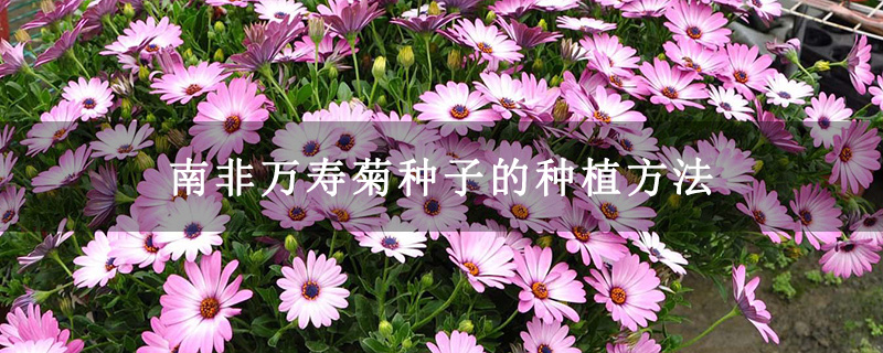 南非万寿菊种子的种植方法