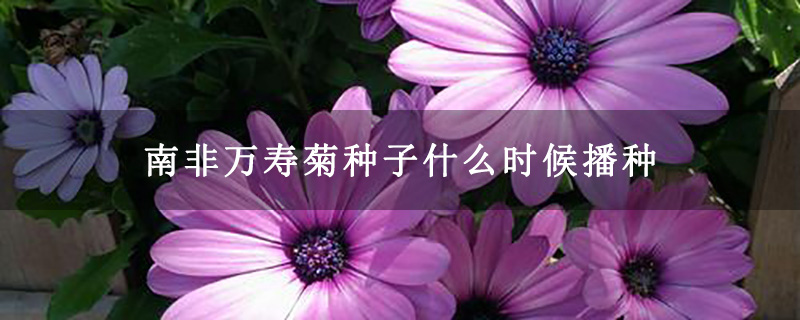 南非万寿菊种子什么时候播种