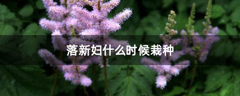 落新妇什么时候栽种
