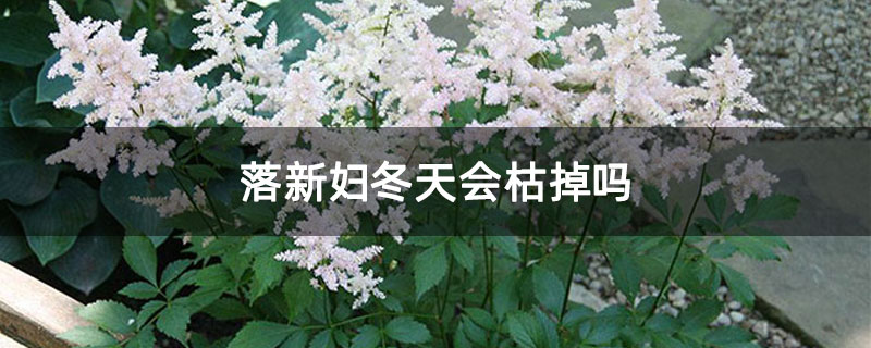 落新妇冬天会枯掉吗