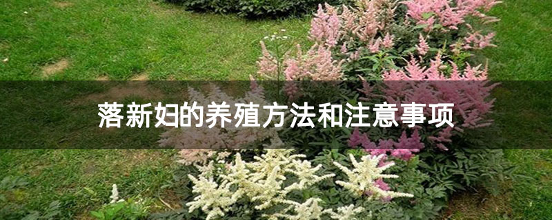 落新妇的养殖方法和注意事项
