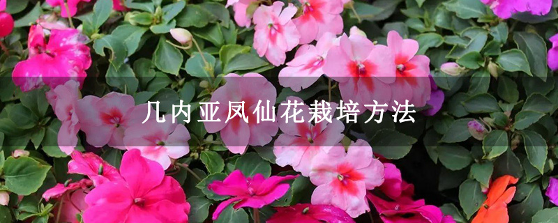 几内亚凤仙花栽培方法