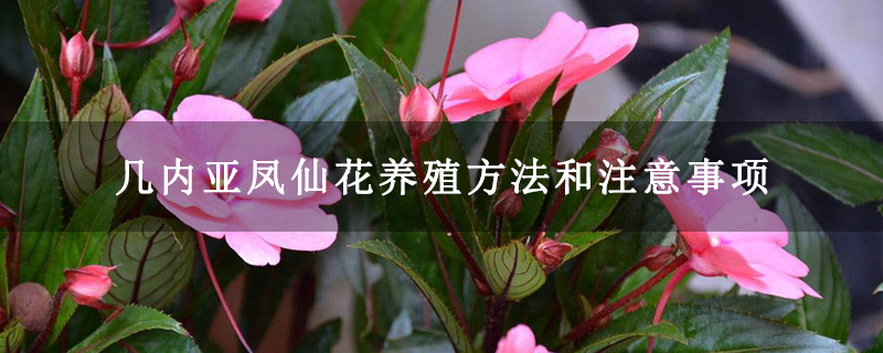 几内亚凤仙花养殖方法和注意事项