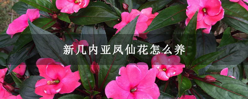 新几内亚凤仙花怎么养