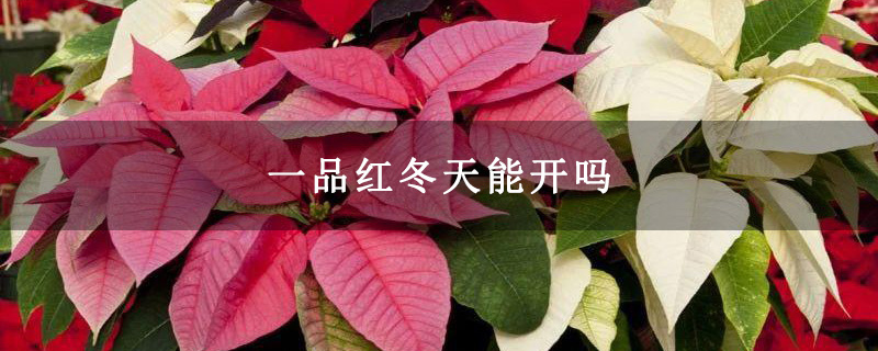 一品红冬天能开吗