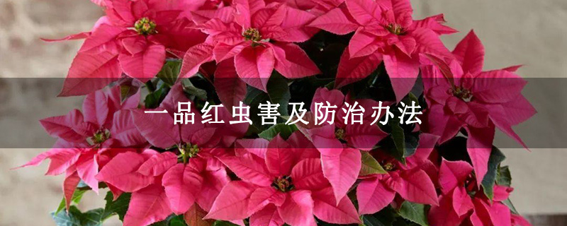 一品红虫害及防治办法