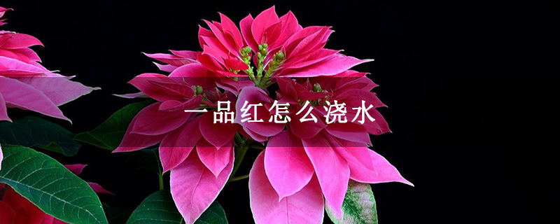 一品红怎么浇水