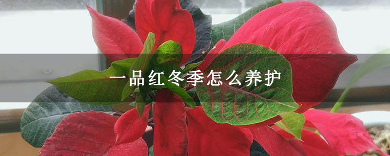 一品红冬季怎么养护