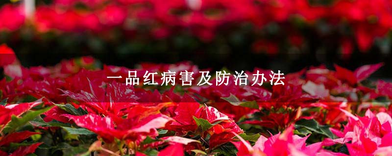 一品红病害及防治办法