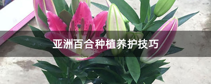 亚洲百合种植养护技巧