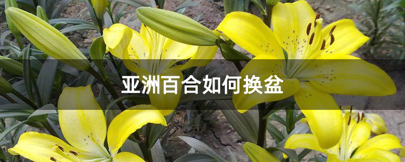 亚洲百合如何换盆