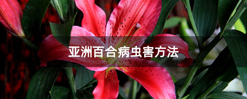 亚洲百合病虫害方法