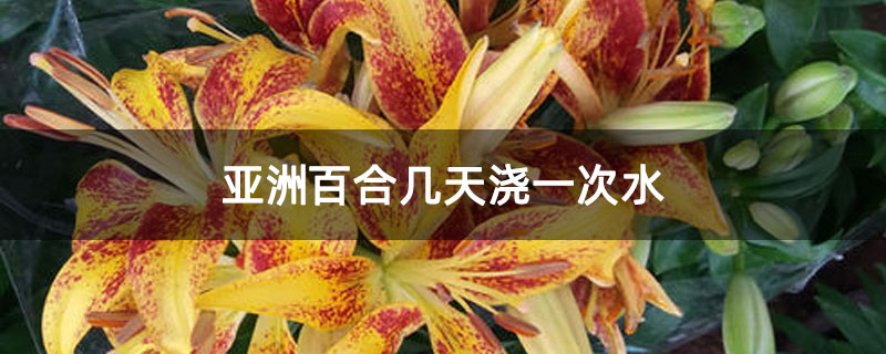亚洲百合几天浇一次水