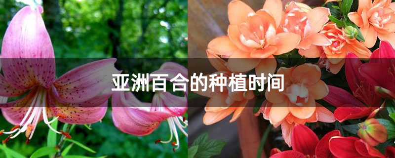 亚洲百合的种植时间