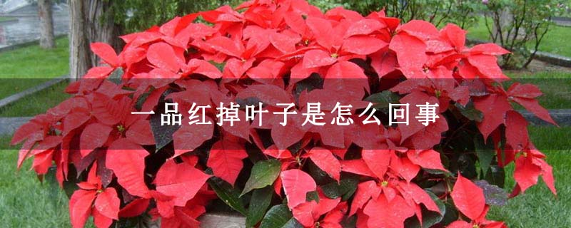 一品红掉叶子是怎么回事