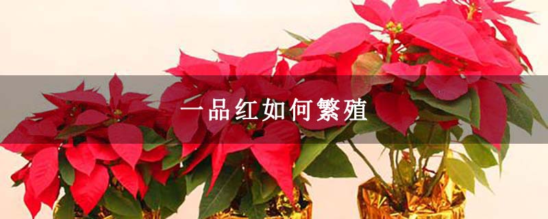 一品红如何繁殖