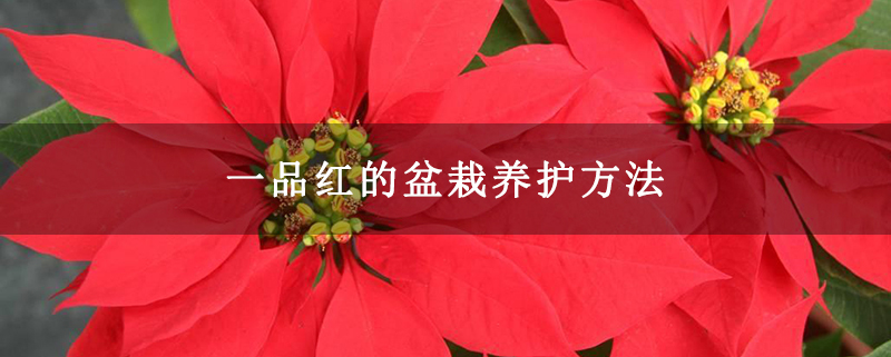 一品红的盆栽养护方法