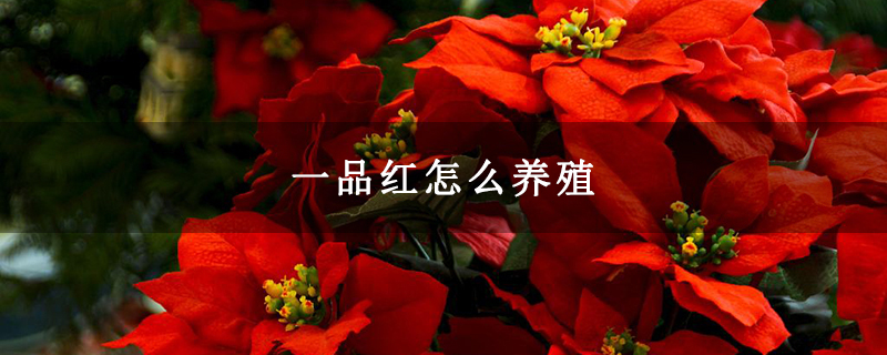 一品红怎么养殖