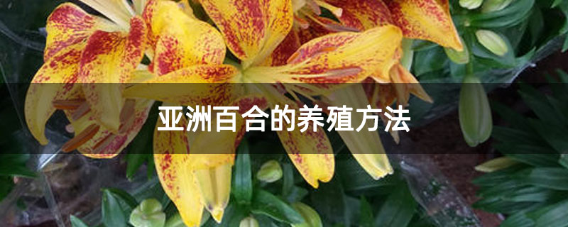 亚洲百合的养殖方法