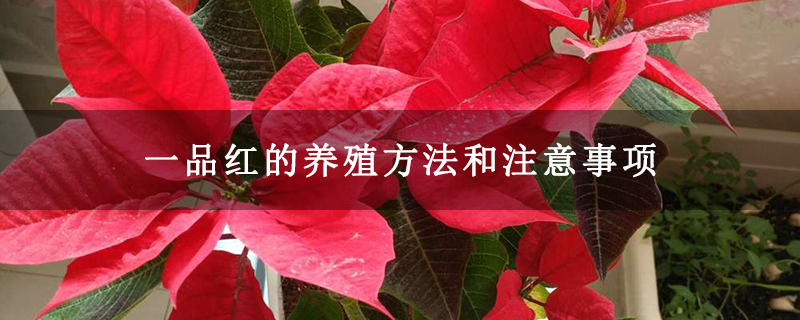 一品红的养殖方法和注意事项