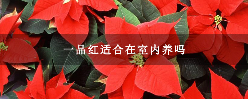 一品红适合在室内养吗