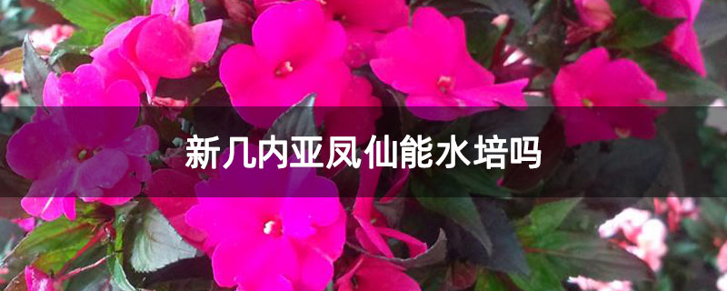 新几内亚凤仙能水培吗