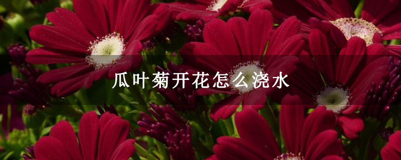 瓜叶菊开花怎么浇水