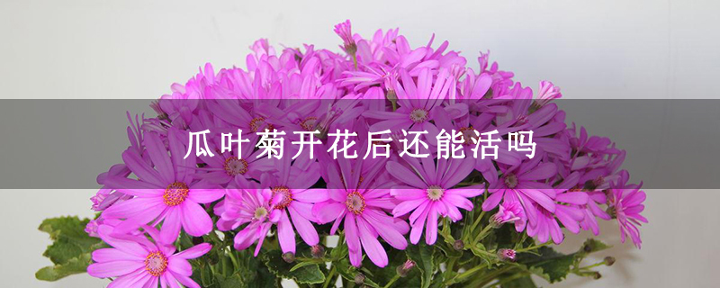 瓜叶菊开花后还能活吗