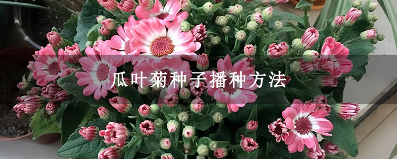瓜叶菊种子播种方法