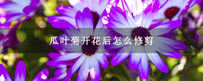 瓜叶菊开花后怎么修剪