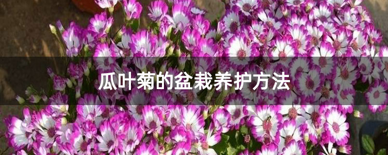 瓜叶菊的盆栽养护方法