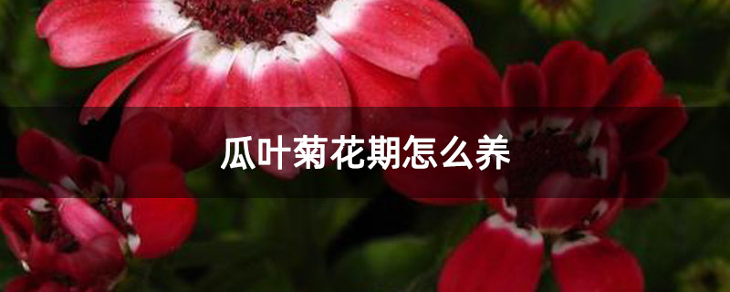 瓜叶菊花期怎么养