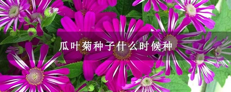 瓜叶菊种子什么时候种