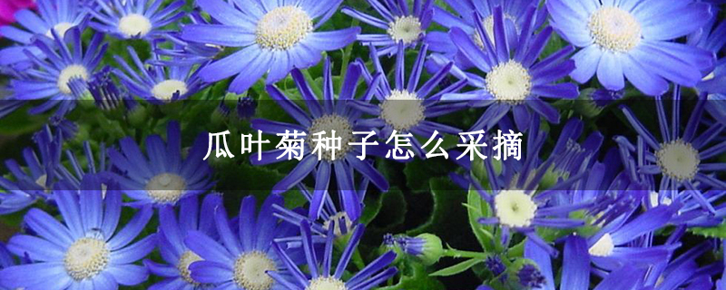 瓜叶菊种子怎么采摘
