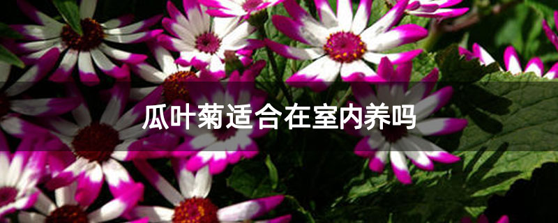 瓜叶菊适合在室内养吗