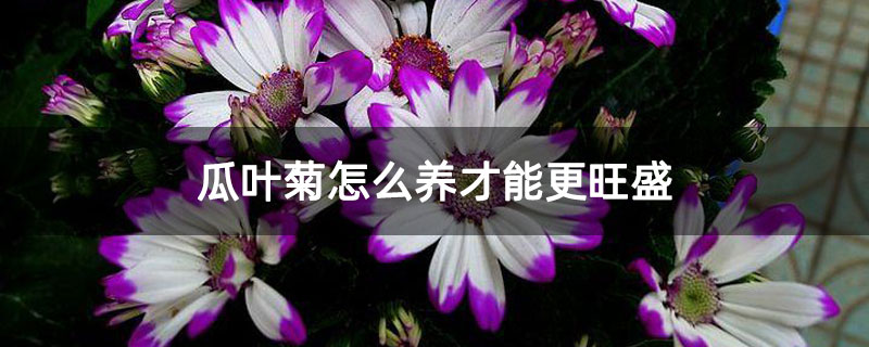 瓜叶菊怎么养才能更旺盛