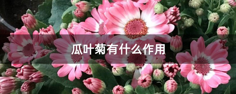 瓜叶菊有什么作用