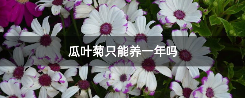 瓜叶菊只能养一年吗