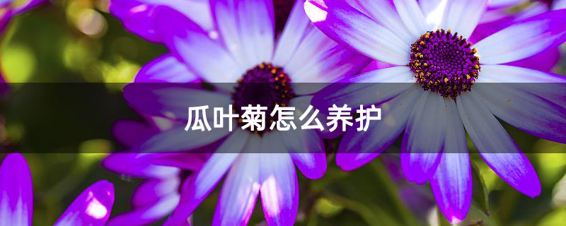 瓜叶菊怎么养护