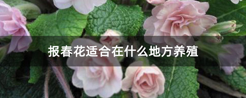 报春花适合在什么地方养殖