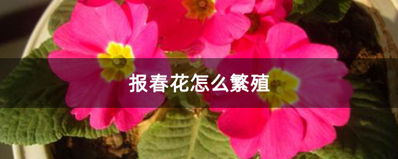 报春花怎么繁殖