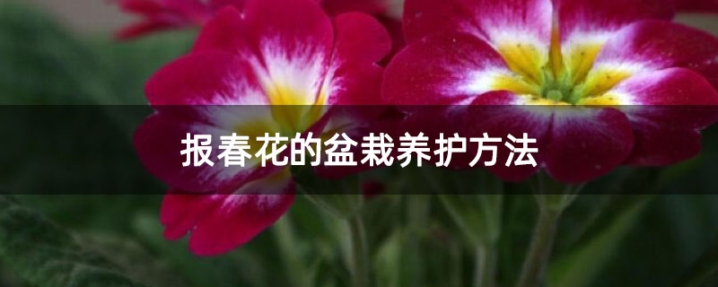 报春花的盆栽养护方法