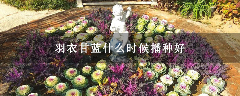 羽衣甘蓝什么时候播种好