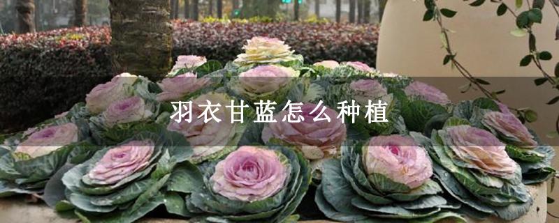 羽衣甘蓝怎么种植